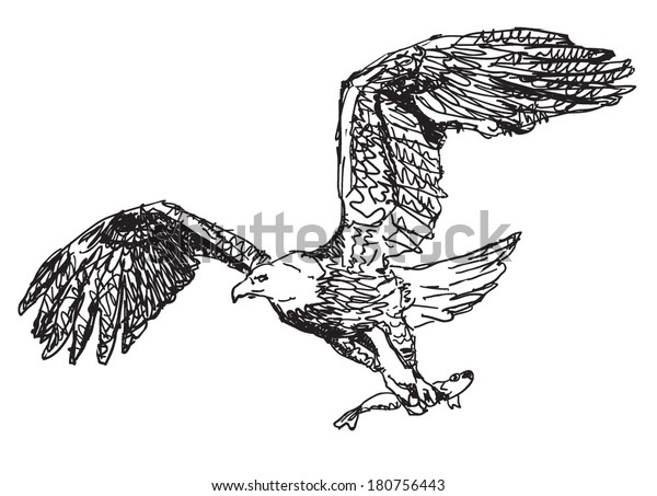 Flying White Eagle Caught Fish Sketchy Stock Vector (Royalty Free ...