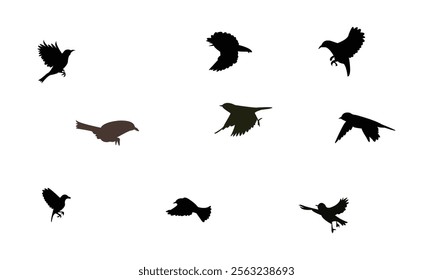 Flying White Eye Bird Silhouette Design  And Vector Illustration. 
