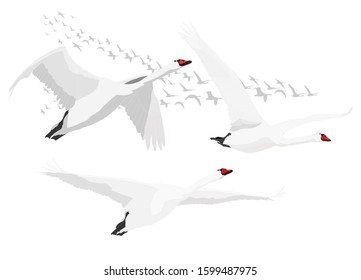 Flying white swan. Vector image. White background.