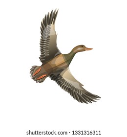 Flying wild duck (mallard). Vector illustration isolated on the white background