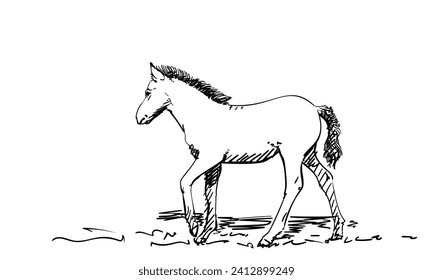 Foal hand drawn vector illustration side view black lines on white background, Small horse sketch