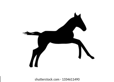 Foal Horse Running Jumping vector
