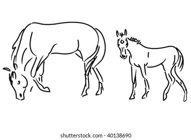 foal and mare vector