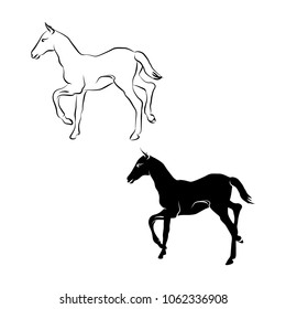 foal outline and silhouette on white background, vector illustration