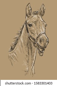 Foal portrait with halter. Horse head in black and white colors isolated on beige background. Vector hand drawing illustration. Retro style portrait of horse.