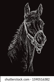 Foal portrait with halter. Horse head in white color isolated on black background. Vector hand drawing illustration. Retro style portrait of foal.