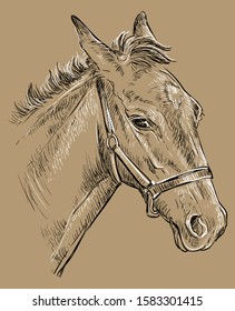 Foal portrait with halter. Young horse head in profile black and white colors isolated on beige background. Vector hand drawing illustration. Retro style portrait of horse.