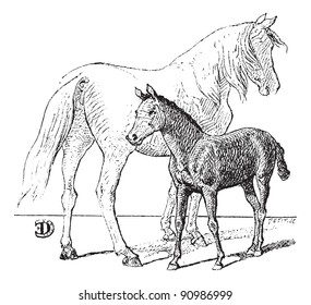 Foal,  vintage engraved illustration. Dictionary of words and things - Larive and Fleury - 1895.