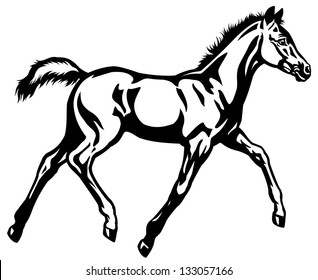 foal,black and white side view illustration