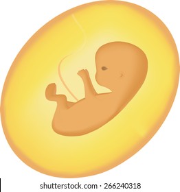 Foetus, Fetus, Embryo in the womb