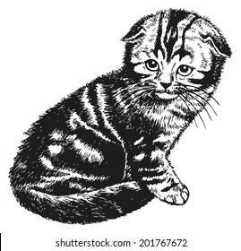Fold kitten - hand drawn vector llustration isolated 