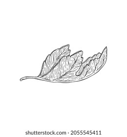 Folded leaf of fig tree in hand drawn sketch style vector illustration isolated on white background. Decorative vintage drawing of leaf of fig plant.