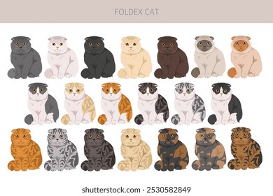 Foldex cat, Exotic Shorthair Cat clipart. All coat colors set.  All cat breeds characteristics infographic. Vector illustration