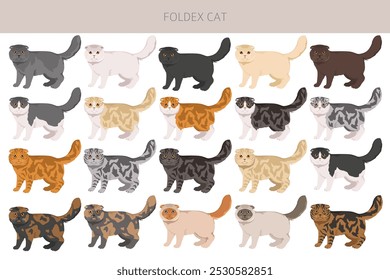 Foldex cat, Exotic Shorthair Cat clipart. All coat colors set.  All cat breeds characteristics infographic. Vector illustration