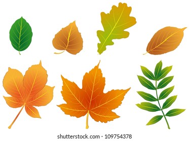 foliage