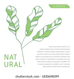 foliage abstract leaf, natural element for banner, poster, flyer or background. vector illustration. 