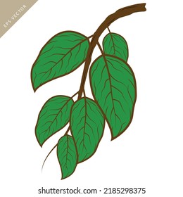 Foliage, coffee leaf image, vector illustration.