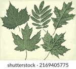 Foliage. Design set. Editable hand drawn illustration. Vector vintage engraving. 8 EPS