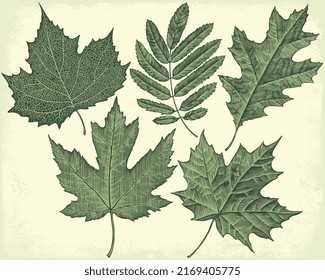 Foliage. Conjunto de diseño. Ilustración editable dibujada a mano. Grabado vectorial vintage. 8 EPS