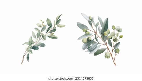 foliage eucalyptus leave water color vector art