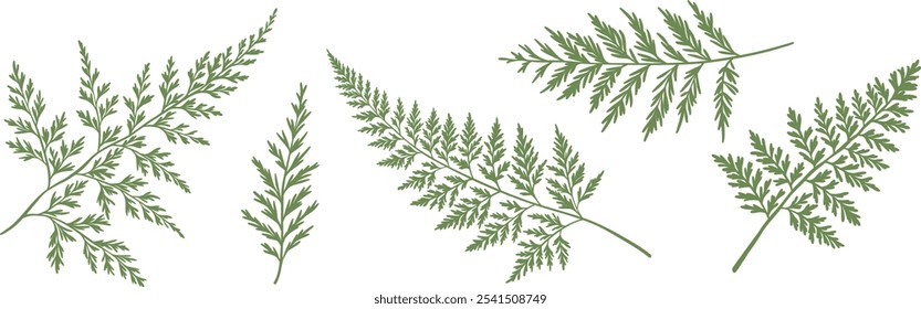 Foliage leaves green vector silhouette set, fern leaf illustration, decorative plants shape flat clip art, isolated