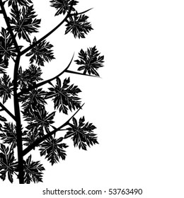 Foliage with maple leaves over white background