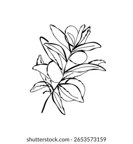 Foliage Olive Leaves Branch Modelo desenhado à mão. Arte Botânica de Ramo de Azeitona com Folhas. Desenho desenhado à mão da ilustração do vetor para impressões, papel de parede, banner, casa interior, pôster. Não é IA