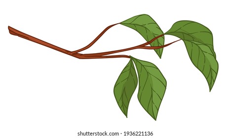 Foliage on branch of tree or bush, isolated twig with small leaves. Gardening and growing sapling, agricultural or plantation. Ecological production or botany conservation. Vector in flat style