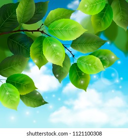 Foliage on sky background. Eco nature. Isolated green leaves. Realistic vector illustration