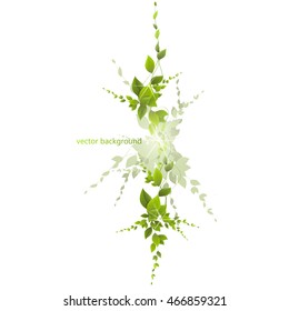  foliage on a white background, climbing plants, vector. 
 juicy green leaves on a white background