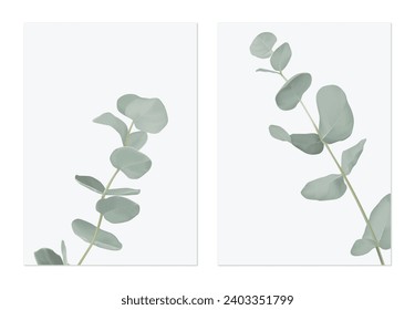 Foliage poster template design, Eucalyptus cinerea on grey