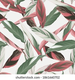 Foliage seamless pattern, heliconia Ctenanthe oppenheimiana plant on bright grey