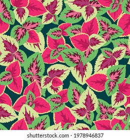 Foliage seamless pattern, leaves of coleus blume, pink and crimson. bright, juicy vector pattern