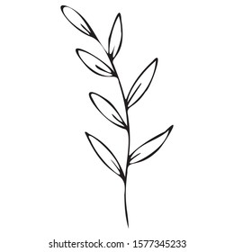 Foliage single element hand drawn vector illustration. Black outlines isolated on white background. Design for invitations, wedding or greeting cards.