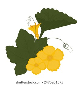 Foliage, squash tops. Greens and pumpkin flowers. Vector stock illustration. Isolated on a white background.