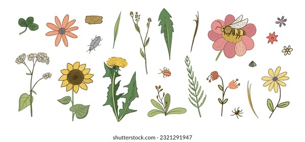 Foliage summer hebs and flowers vector illustrations set.
