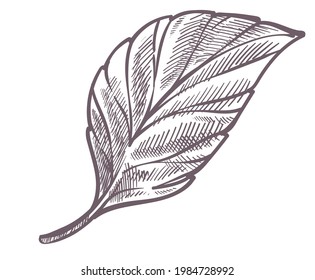 Blätter von Bäumen, Pflanzen oder Blumen, einzelne Blätter Natur im Frühling, Sommer oder Herbst. Monochrome Skizze, Wildtiere und natürliche Ornamente. Farblose Botanik, Dschungelflora. Vektorgrafik im Flachstil