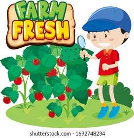 Font design for word fresh farm with fresh tomatoes illustration