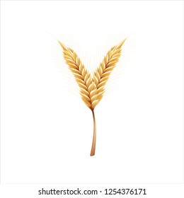 Font Y. Paddy rice, malt, barley, wheat design