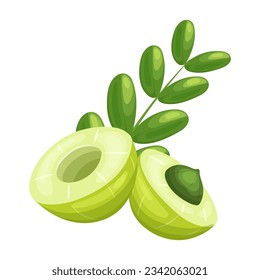 food amla fruit cartoon. organic herbal, fresh health, healthy phyllanthus food amla fruit isolated vector illustration