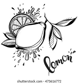 Food background. Stylized hand drawn lemon, water splashes and lettering lemon on a white background.Vector illustration with hand drawn style words.