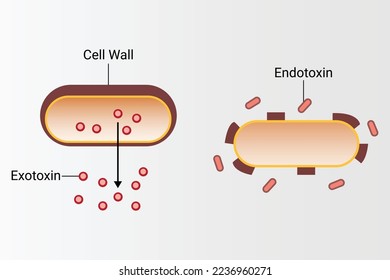 food borne bacterial toxins Exotoxins vs Endotoxins