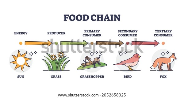 food-chain-animal-classification-by-eating-stock-vector-royalty-free