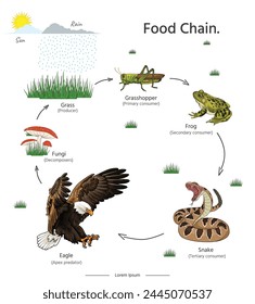 Food Chain Animal example illustrations for educational content, teaching, presentation