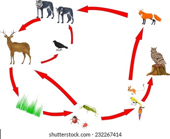 11,311 Food chain animals Images, Stock Photos & Vectors | Shutterstock