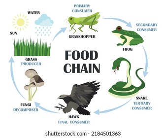 Food chain. Colored vector illustration.