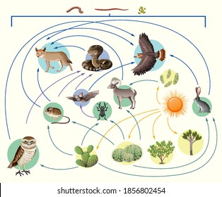 Food chain describes who eats whom in the wild on white background illustration