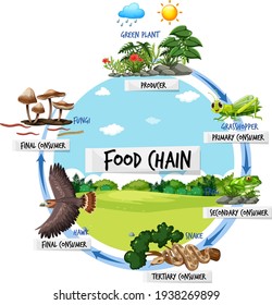 Food chain diagram concept illustration