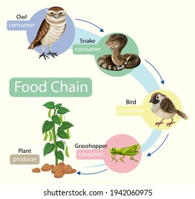 Food chain diagram concept illustration