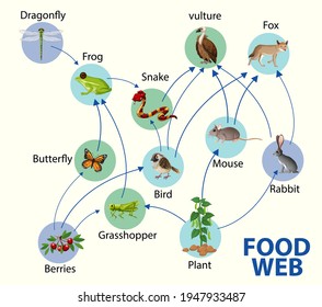 Food chain diagram concept illustration